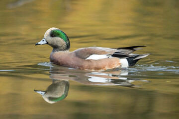 Wigeon swimming in a pond.