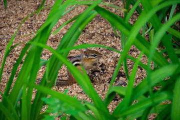 chipmunk