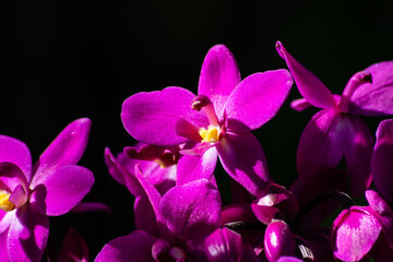 Fototapeta na wymiar purple orchid flowers