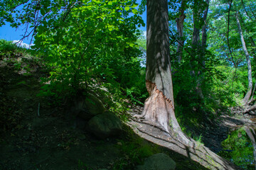 Fototapeta premium beaver tree