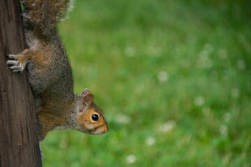 squirrel on a telephone pole