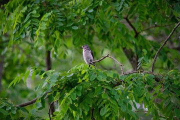 bird in a tree
