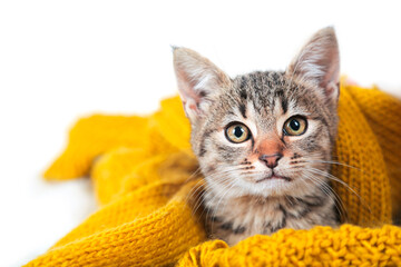 Small cute tabby kitten lying on orange soft woolen sweater. Cozy winter or autumn concept.
