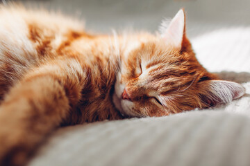 Ginger cat relaxing on couch in living room. Pet having good time sleeping at home