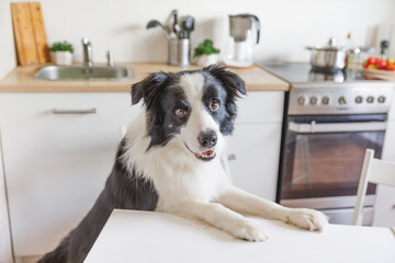 Hungry border collie dog sitting on table in modern kitchen looking with puppy eyes funny face...