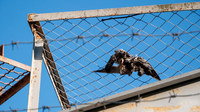 Dead pigeon lies on a grid on a background of blue sky and barbed wire