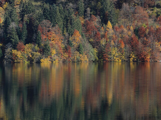 autumn in the forest