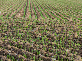 Ackerbau im Sp&auml;therbst