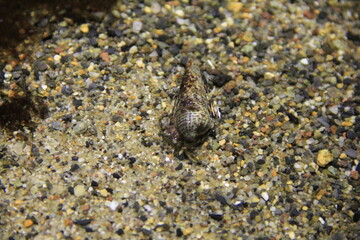 浅い水辺を這うヤドカリ