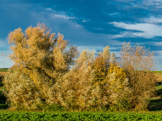 Fototapeta premium Wehende Weide im Herbstwind