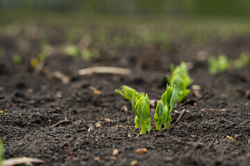 Rapeseed sprout exit from soil macro, new life