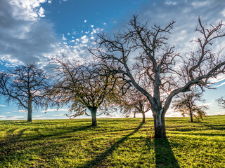 Kahle Obstbäume im Herbst