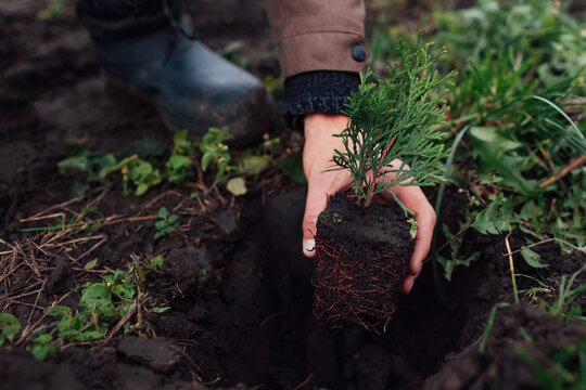 Gardener taking small thuja out of container and puts tree in soil. Transplanting evergreen plants in autumn