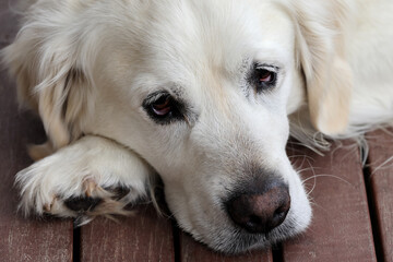 Pet Golden Retriever with sad eyes