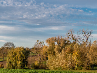 Obraz premium Wehende Weide im Herbstwind