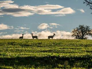 Rehe auf dem freien Feld