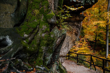 Autumn landscape, ground covered with yellow foliage in fall forest near Pravcicka gate (Prebischtor), Bohemian Switzerland national park, Hrensko, Czech Republic