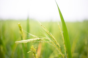 Rice plant in rice fields