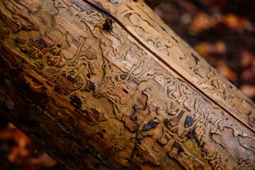 Wood worm corridors under infection bark of pine tree close-up. Imprint of bark beetle. Forest...