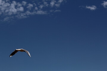 Seagull in the blue sky