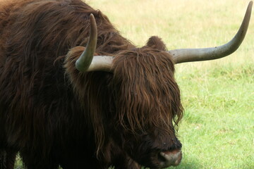 The head of a Scottish highlander cow.