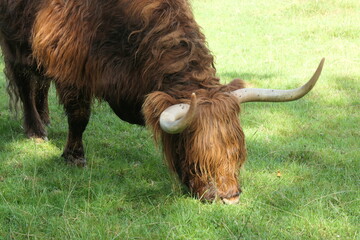 The head of a grazing Scottish highlander cow.
