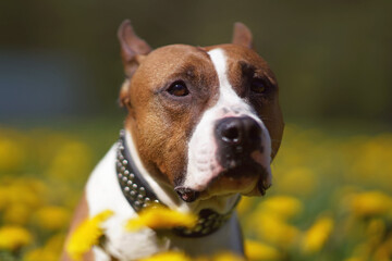The portrait of a serious red and white American Staffordshire Terrier dog with cropped ears and a collar posing outdoors in a green grass with yellow dandelion flowers