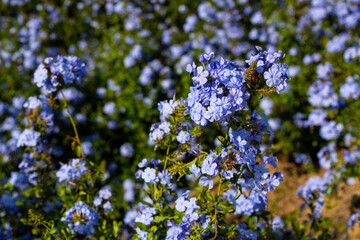 Spring background with blooming lilac flowers. Blooming lilac flowers lit by sunlight. Selective focus at the central flowers