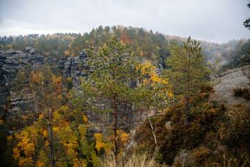 Obraz premium Conifer trees on a rock in Bohemian Switzerland national park in autumn, Scenic view of the cliff with pines in fall forest near Pravcicka gate (Prebischtor), Hrensko, Czech Republic