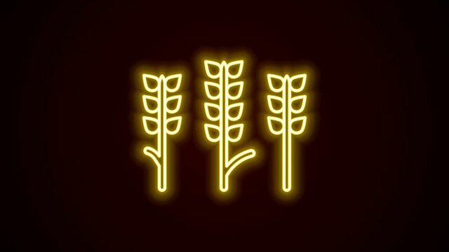 Glowing neon line Cereals set with rice, wheat, corn, oats, rye, barley icon isolated on black background. Ears of wheat bread symbols. 4K Video motion graphic animation
