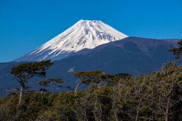 千本松原からの富士山