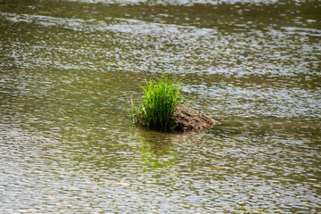 grass in the river