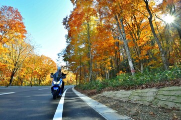 太陽と紅葉の道を走る