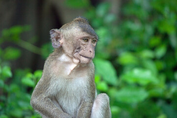 可愛いサル