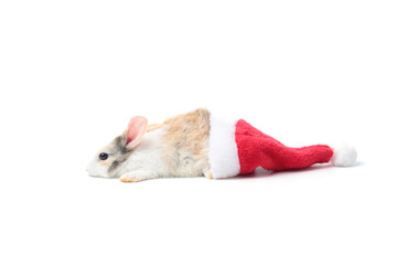 Adorable fluffy rabbit with rad Santa hat on white background, cute bunny pet animal and Christmas celebration concept