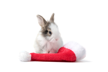 Adorable fluffy rabbit with rad Santa hat on white background, cute bunny pet animal and Christmas...
