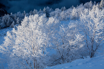 美ヶ原高原　霧氷