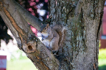 cute squirrel