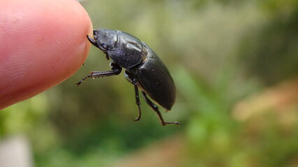 Female beetle (Lucanus cervus, Linnaeus).
Black beetle defends itself by biting; an exotic veterinarian 's finger, vet.
insect in forest.
insects, bugs, bug, animals, animal, arthropods, invertebrates