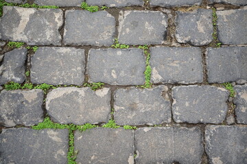paving stones close-up with grass