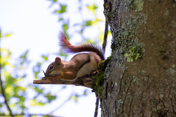 red squirrel