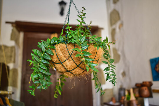 hanging pot with a climbing plant