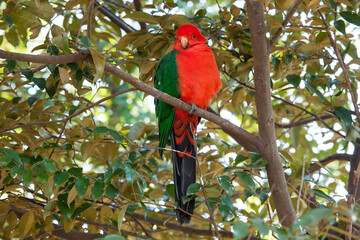 キンショウジョウインコ
