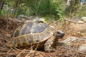 ِTortoise - Close up
A little Tortoise walking on soil land.
Tortoise walking in wild nature, woods, forest in summer.
Turtle looking forward.
Reptile  animal, animals, pet, pets