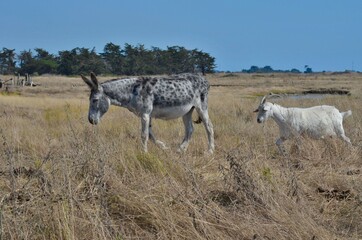 Obraz premium Donkey and goat (âne et chèvre). Campagne de France. 