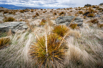 Plant in desert landscape