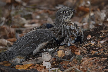 Grouse nesting