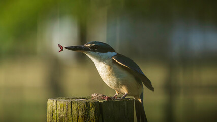 Bird eating a worm