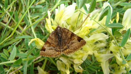 Pollination
A small brown moth is looking for nectar on the white bush flowers. Its antenna is amazing. This hairy animal is pollinating the flower.
The Beauty of pollination and fertilization