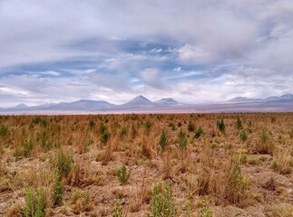 Fototapeta premium Licancabur Volcano, Atacama Desert, Chile, South America. This area has deserts, salt flats, volcanoes, geysers, hot springs and a lot of animals.